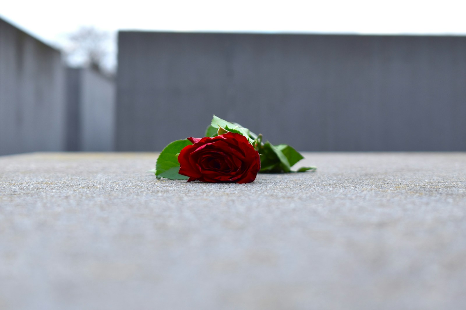 a single red rose laying on the ground